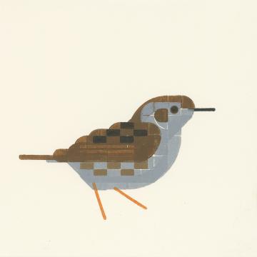 A gray and brown bird with thin beak, orange feet. Dark markings on its back, light brown markings on its side