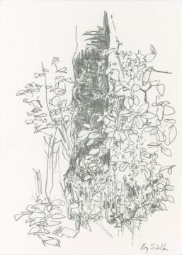 Pencil drawing of the bottom part of a tree trunk with diverse smaller plants in front and beside it.